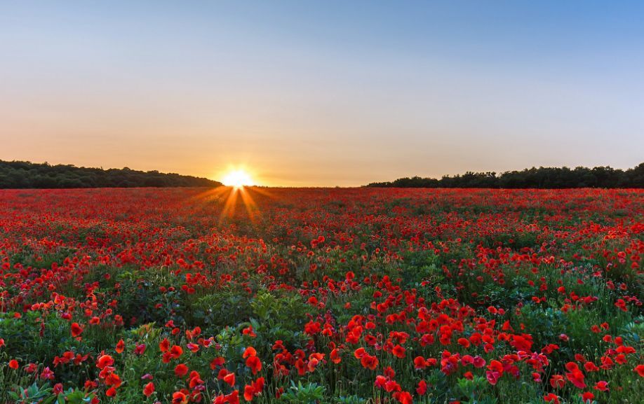 太阳成tyc7111cc官网|四川一高校放6天春假:建议学生赏花恋爱(图1) tyc7111cc太阳成集团