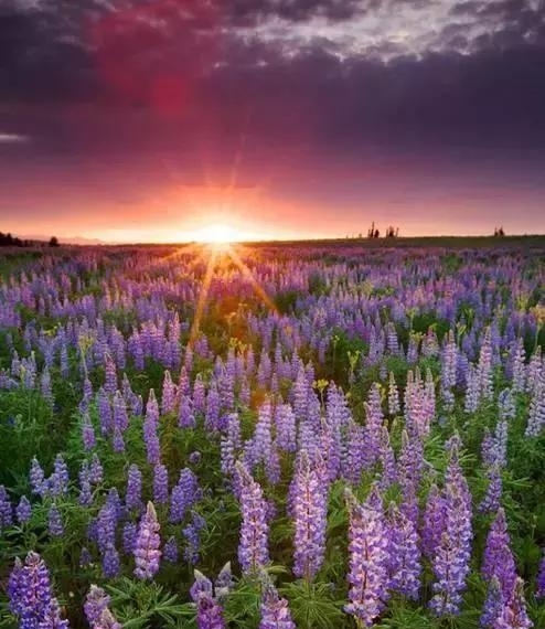 优能中学举办2012高考填报志愿分析会‘太阳成tyc7111cc官网’(图4) 太阳成tyc7111cc官网