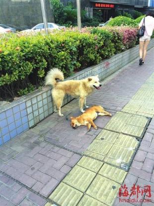 福建规模最大中职学校项目 漳州市职业教育园区加快推进:太阳成tyc7111cc(图1) 太阳成tyc7111cc官网