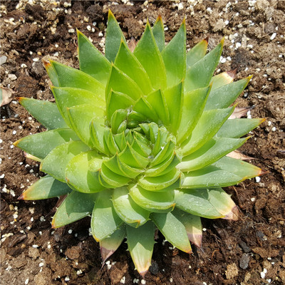 煤电行业调整加剧动力煤上行基础不牢固‘tyc7111cc太阳成集团’(图3) 太阳成tyc7111cc官网