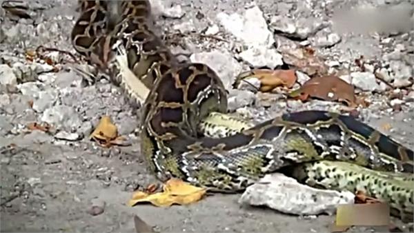 公路货物运输量:1-8月累计完成249.3亿吨同比增7.4%【tyc7111cc太阳成集团】(图1) tyc7111cc太阳成集团